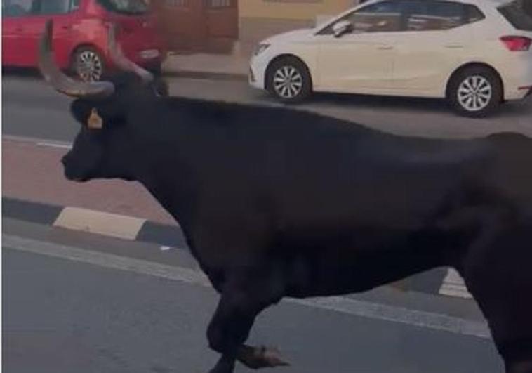 El toro capón corre por las calles de la población.