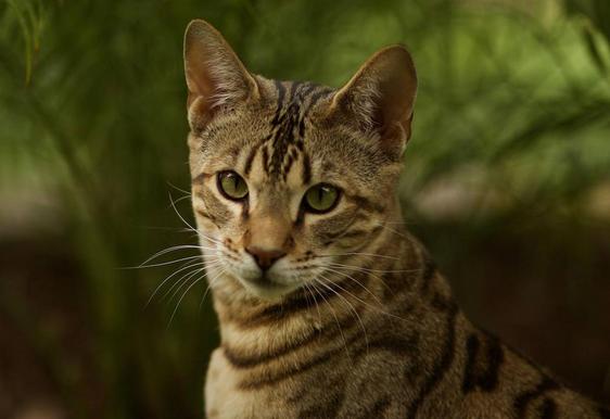 La OMS alerta del mayor brote de gripe aviar en gatos registrado en el mundo