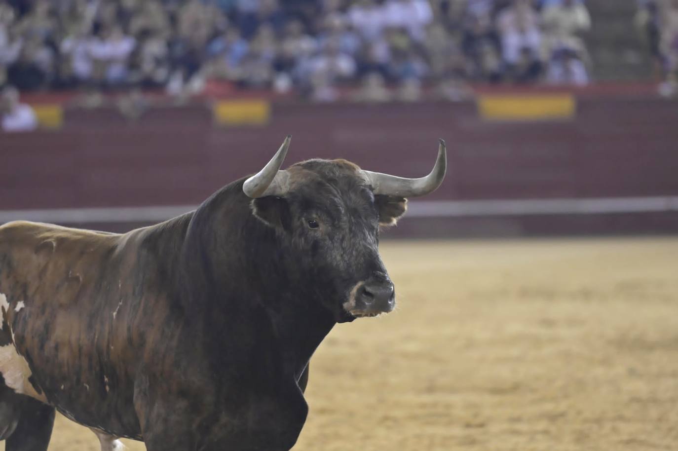 Los miuras protagonistas en la noche de la desencajonada en Valencia