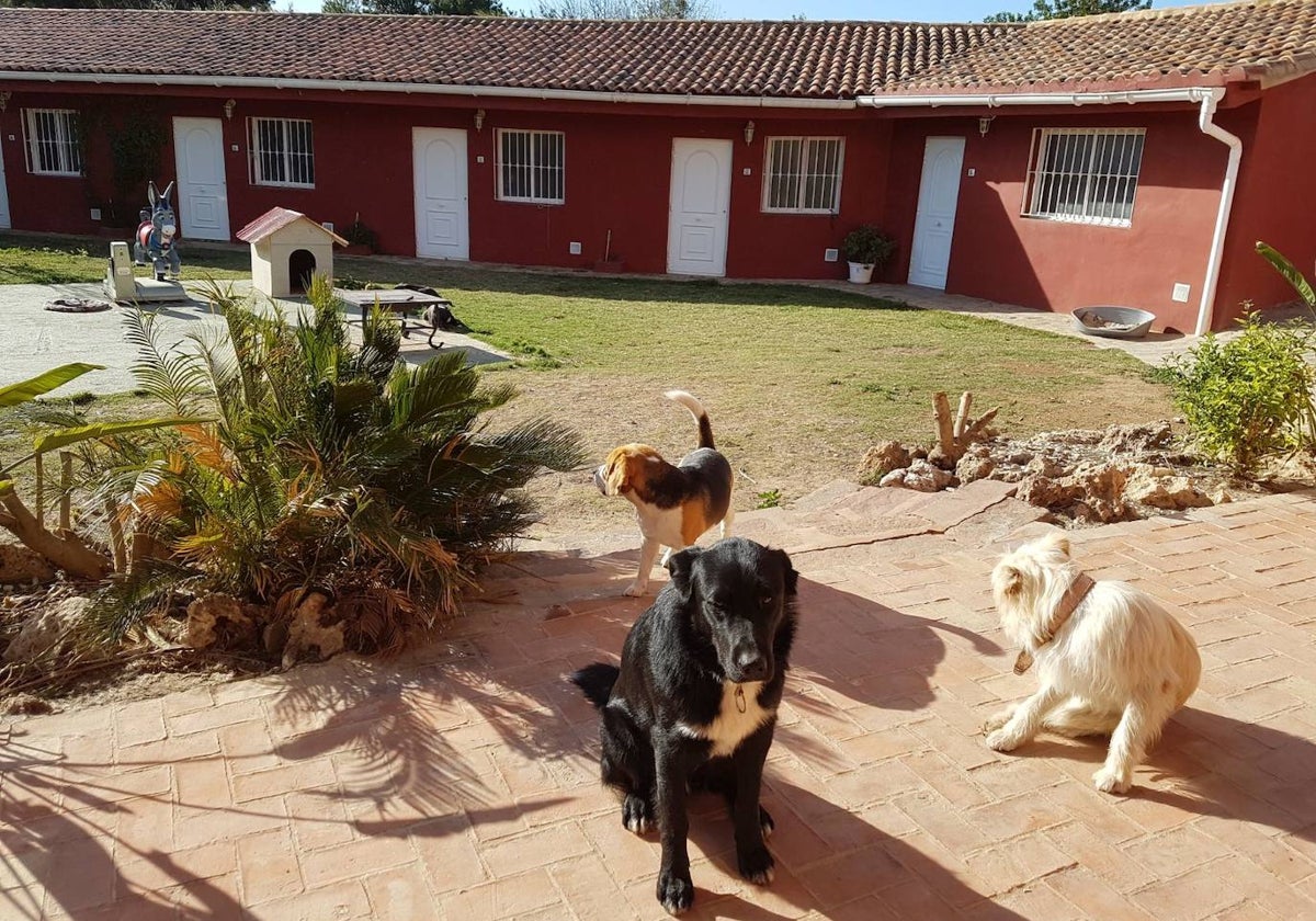 Varios perros en la residencia canina EcoCan de Picassent.