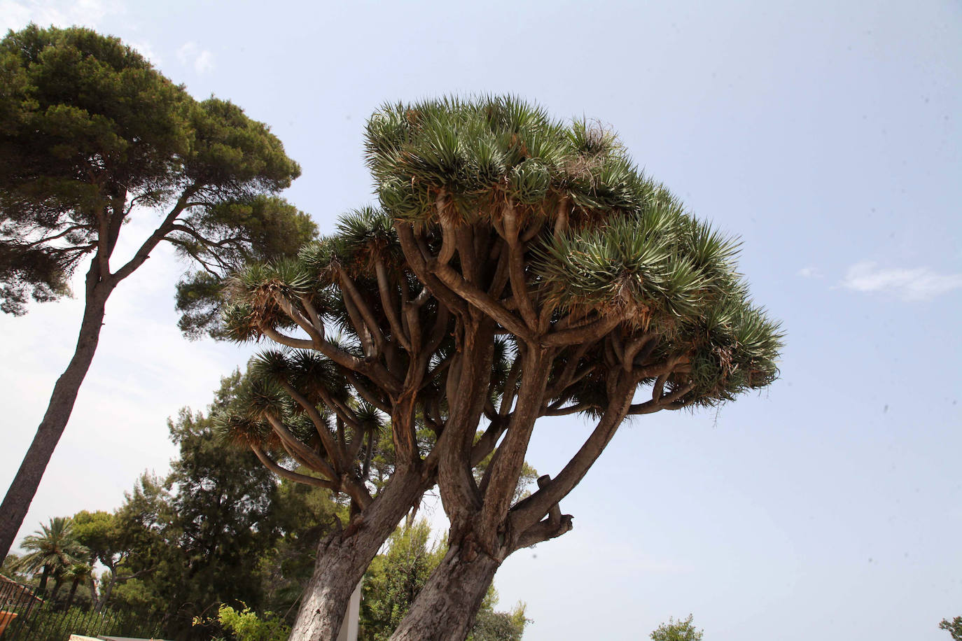 Las villas esconden árboles centenarios únicos en su especie.