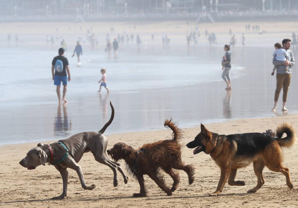 Varios perros disfrutan de un día de playa para sofocar el calor.