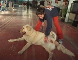 Un perro junto a su dueña en una estación de Renfe