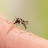 El invento para decir adiós a mosquitos y moscas este verano