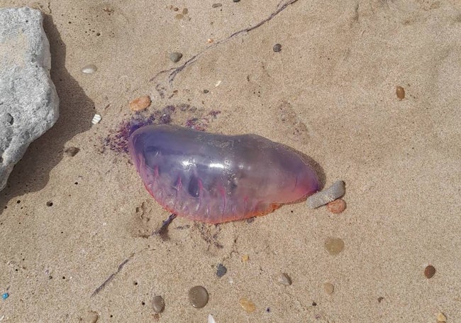 Carabela portuguesa, en las playas del sur de Valencia.