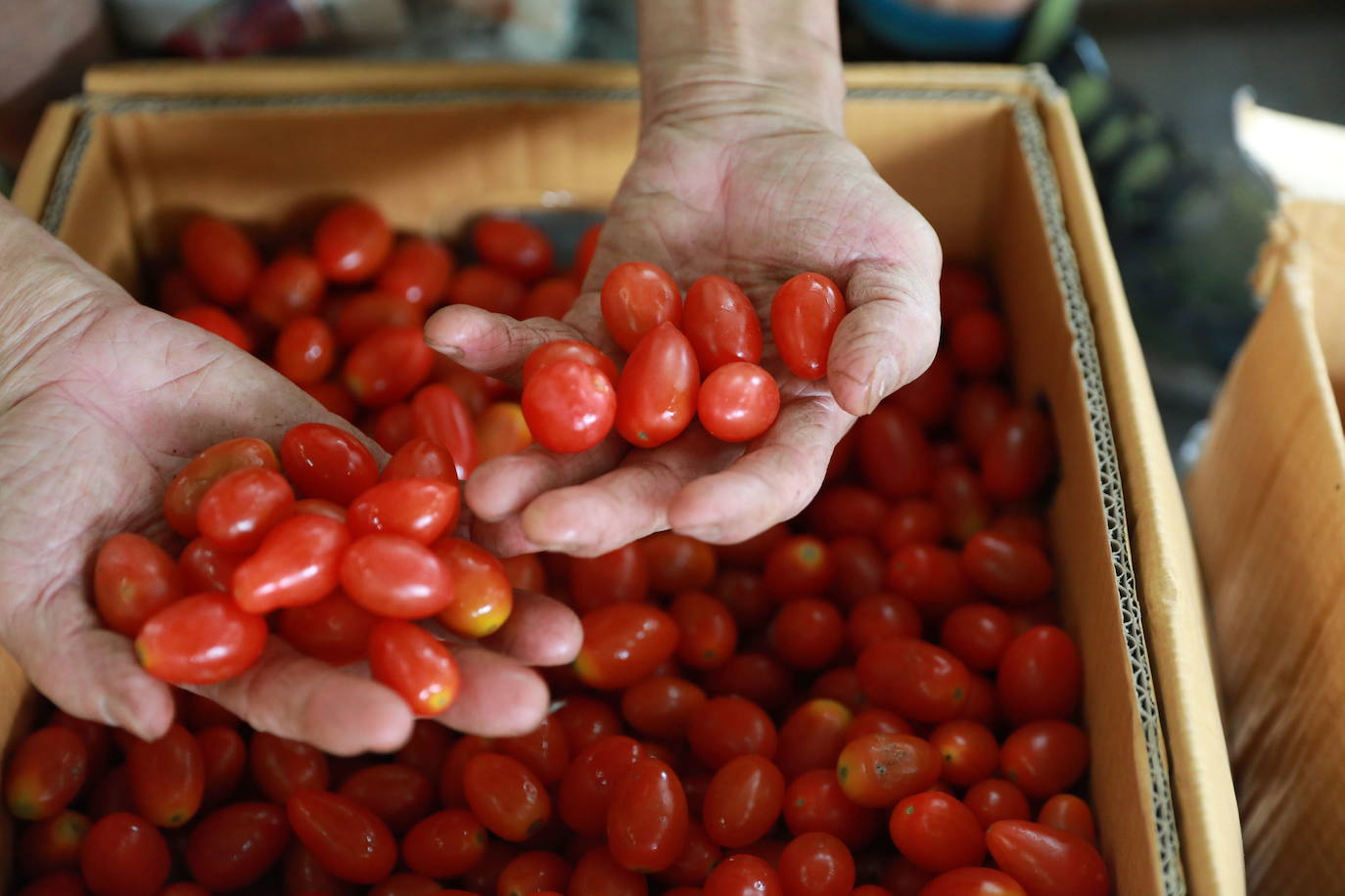 Tomates cherrys en imagen de archivo.