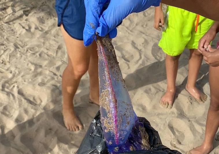 La peligrosa carabela portuguesa llega a las playas de Valencia