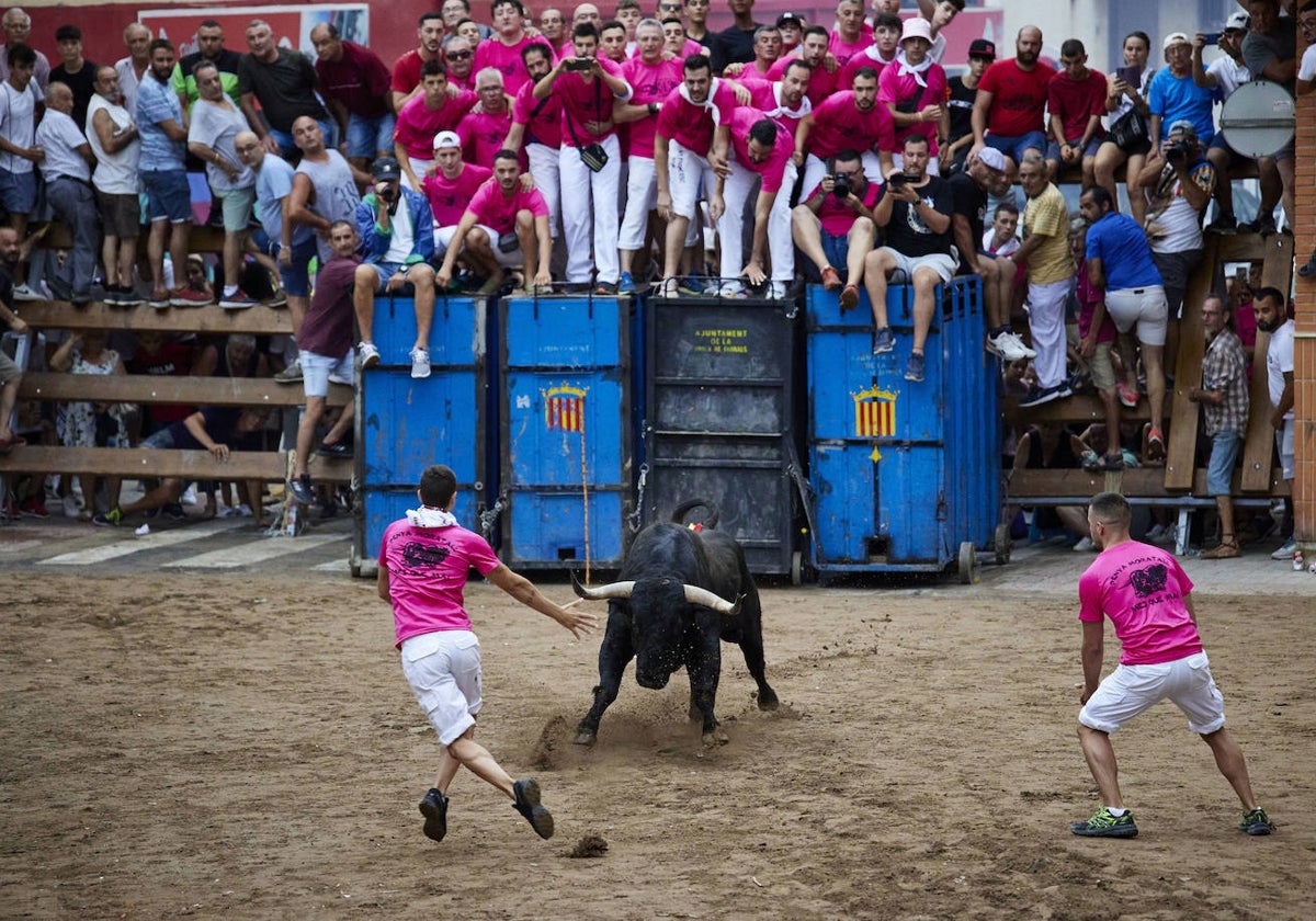 Unos jóvenes retan a un toro en Pobla de Farnals.