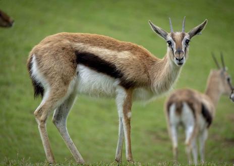 Imagen secundaria 1 - El Bioparc salva «in extremis» la vida de un curioso animal en peligro de extinción