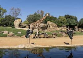 Jirafas, antílopes y jaribús en el Bioparc de Valencia.