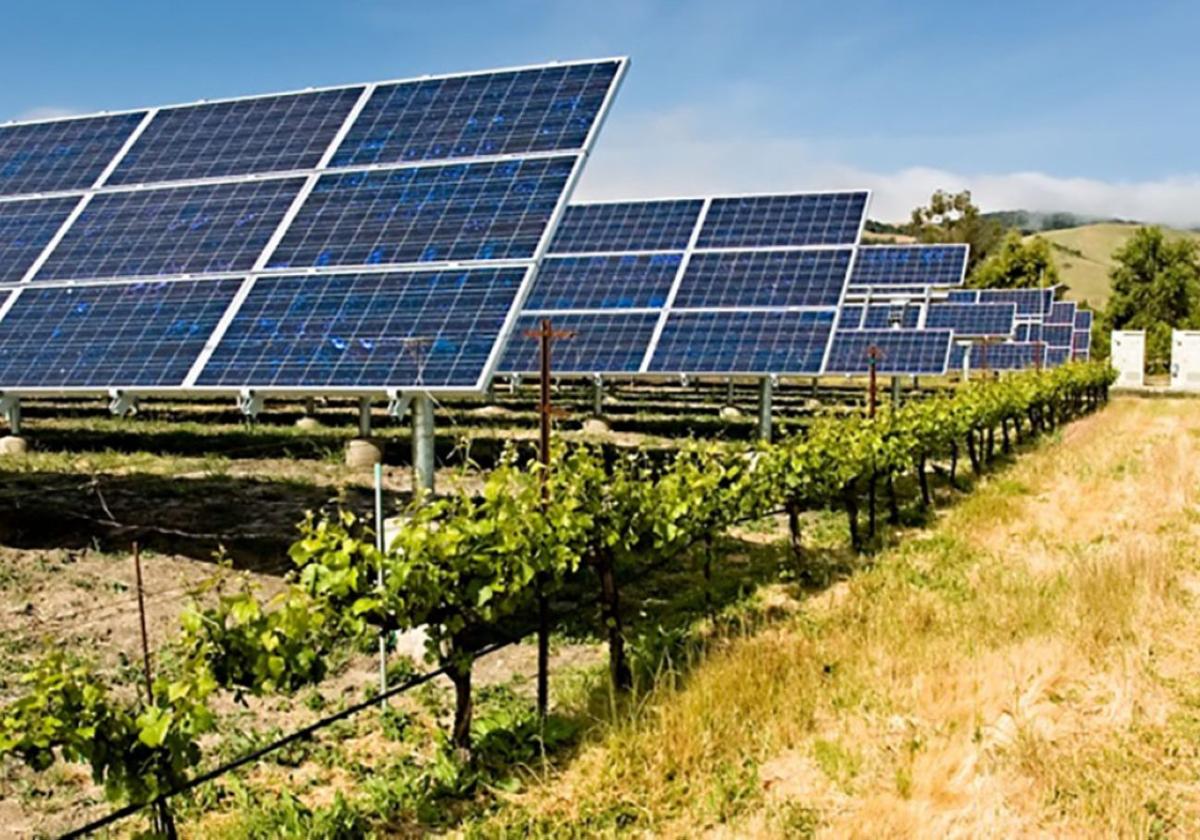 Vides junto a paneles solares: aprovechamiento integral del espacio agrario.