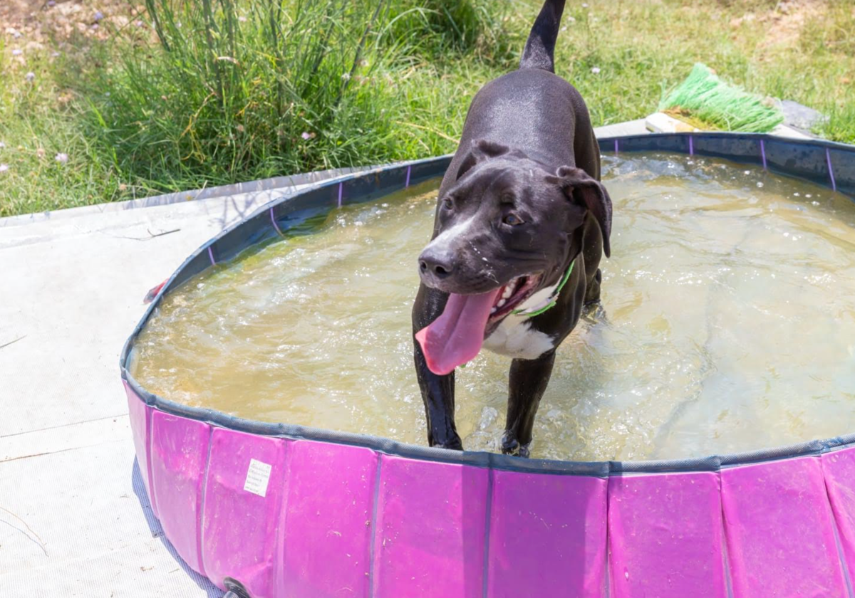 Perro pegándose un chapuzón.