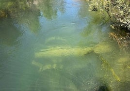 Cañón hundido en el lecho del río Cabriel visto desde la superficie.