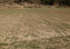 Daños causados por la sequía en un campo