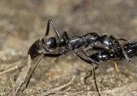 Los alimentos que más atraen a las hormigas y cómo evitar que entren en casa