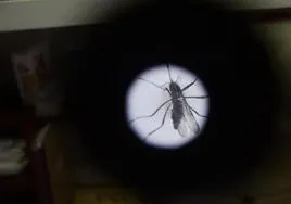 Alerta por la expansión «desatada» del mosquito tigre en España