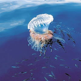 Una carabela portuguesa.