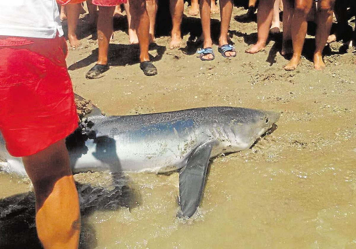 Un ejemplar de tintorera en una playa de España.