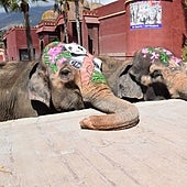 Petita, la elefanta que sobrevivió al 'bullying'