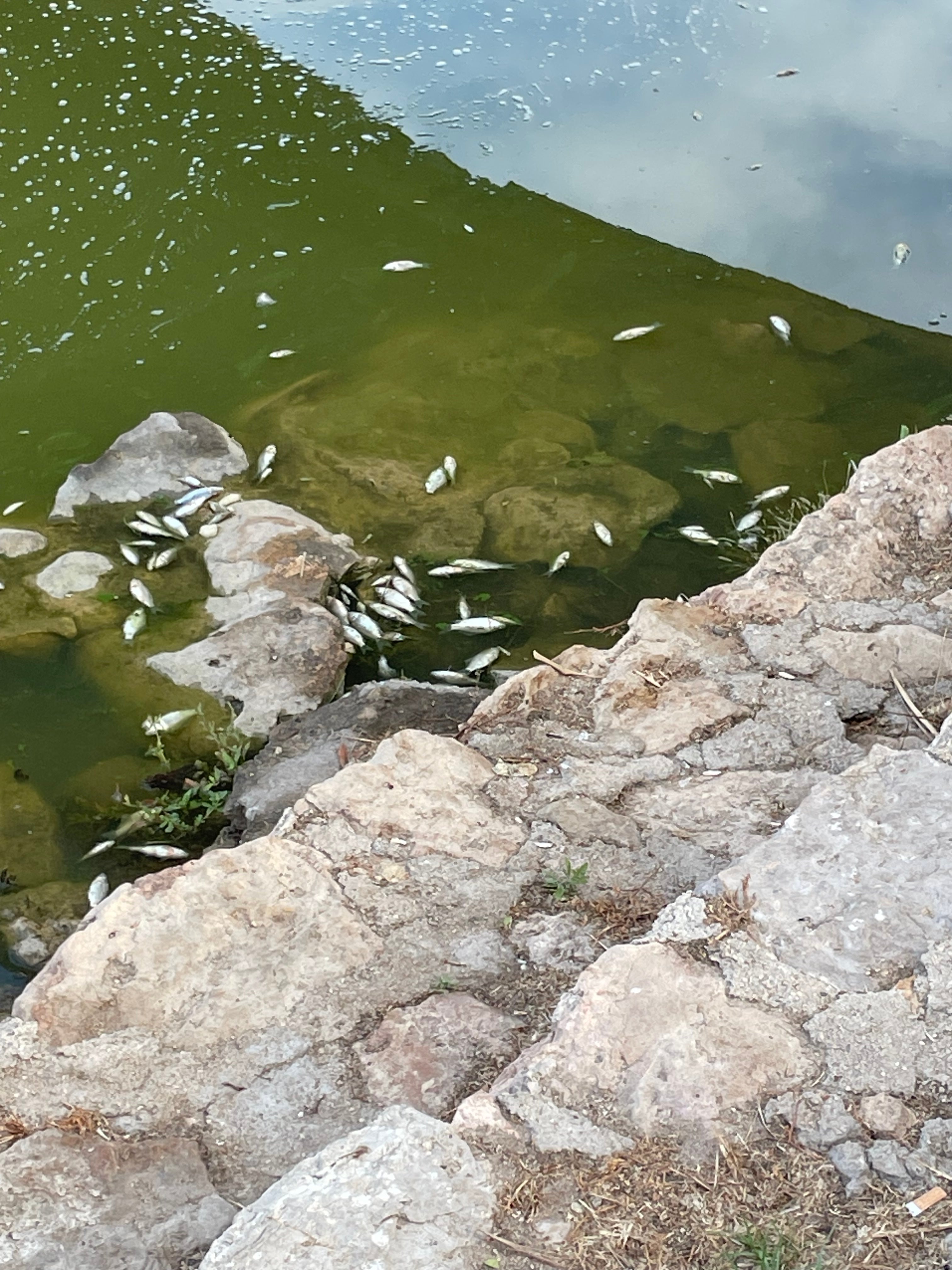 Peces muertos en el lago de Tavernes.