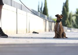 Perro atado con una correa