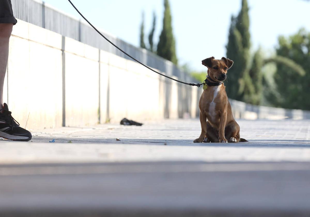 Perro atado con una correa