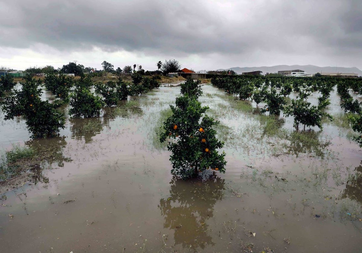 Un campo inundado en la Ribera Alta.