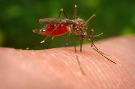 Mosquito común, transmisor del virus del Nilo Occidental