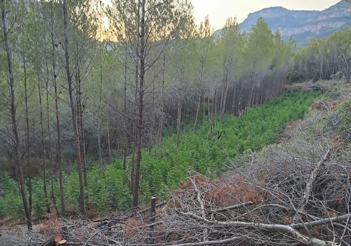 La plantación de marihuana situada junto al foco del incendio.