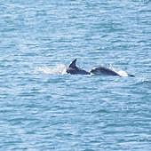 Y ahora, delfines en las playas valencianas