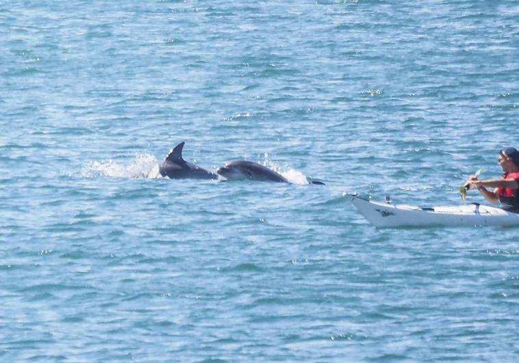 Dos ejemplares de delfines mulares avistados en la Bahía de Santander.