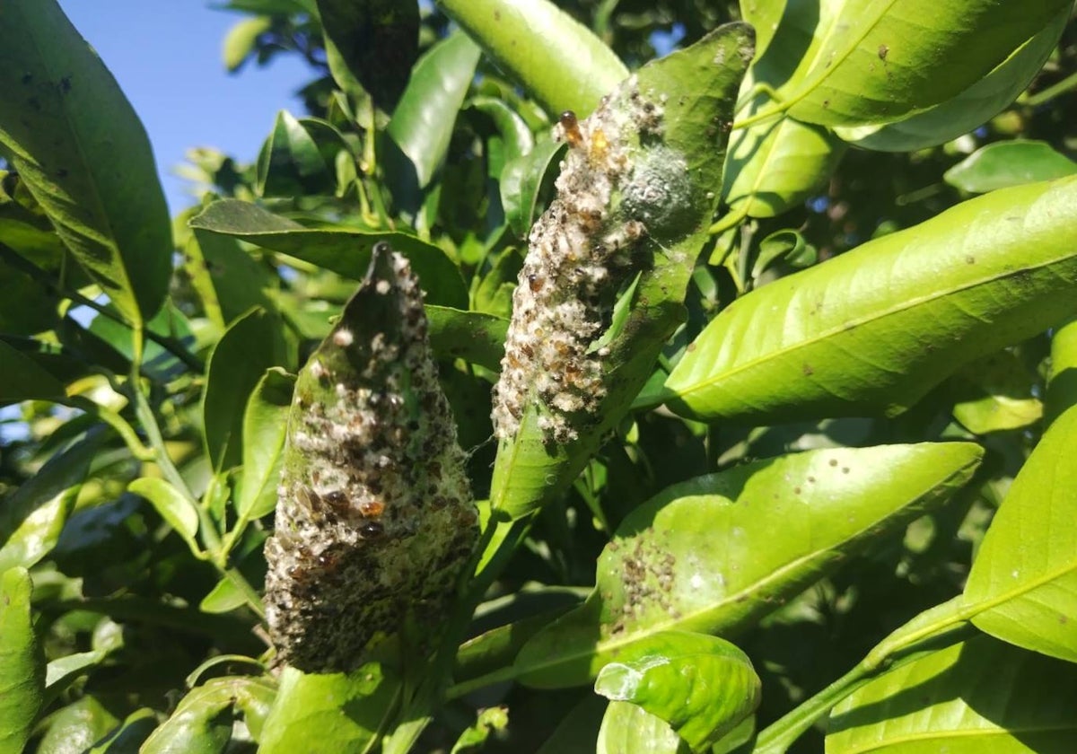 Mosca blanca nova, en un cultivo.