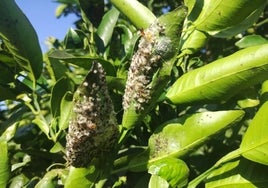 Mosca blanca nova, en un cultivo.