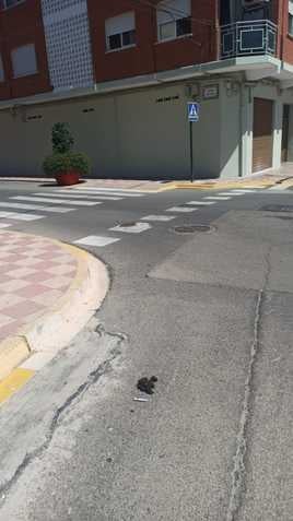 Muestra recogida en una de las calles de Almussafes.