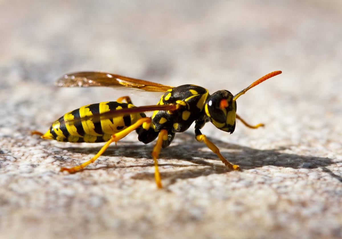 El 'cóctel' de cuatro ingredientes con el que mantener a las avispas lejos de casa