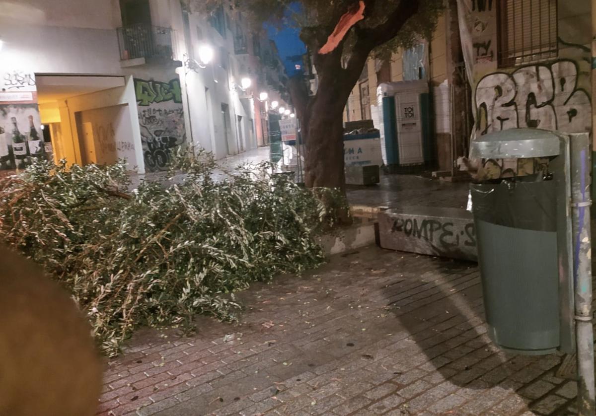 El árbol de la plaza del Árbol, tras las lluvias de este domingo.