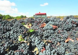 Vendimia de uva negra.