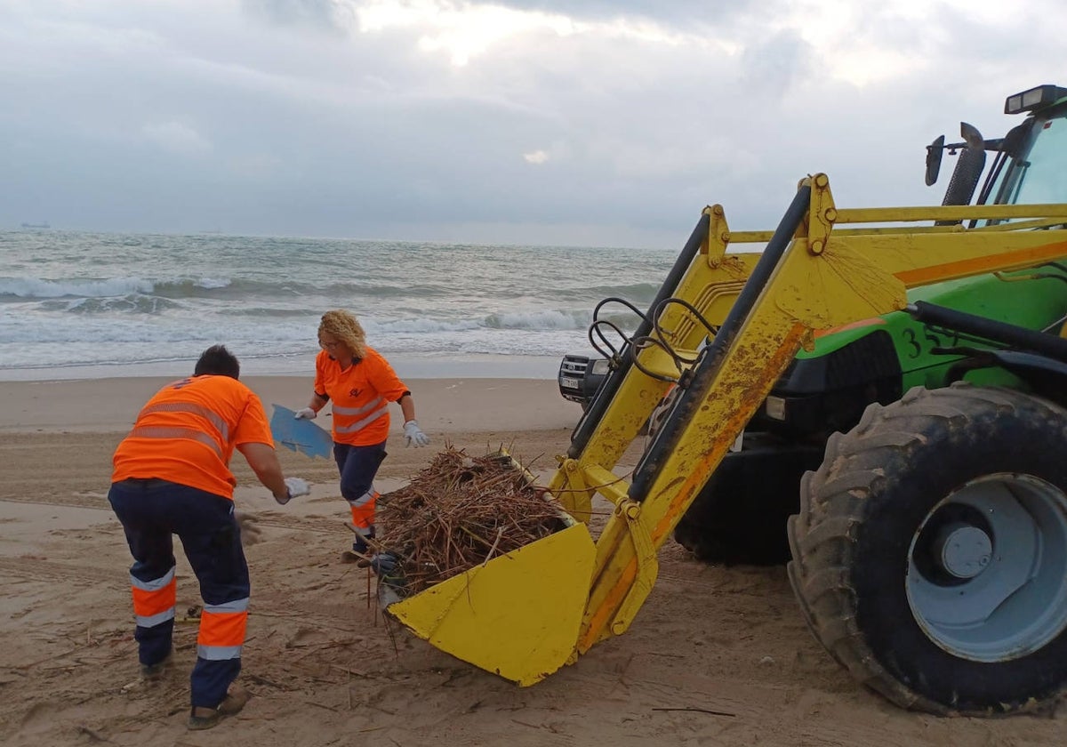 Retirada de cañas y malezas, en la playa de Valencia.