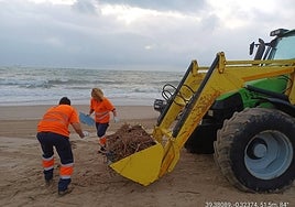 Retirada de cañas y malezas, en la playa de Valencia.