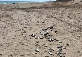 Cadáveres de peces en la playa de El Saler.