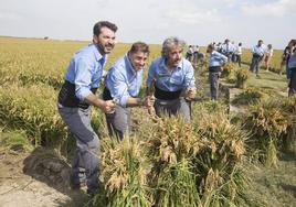 Arturo Valls, Jordi Roca y Diego Guerrero, en la siega del arroz