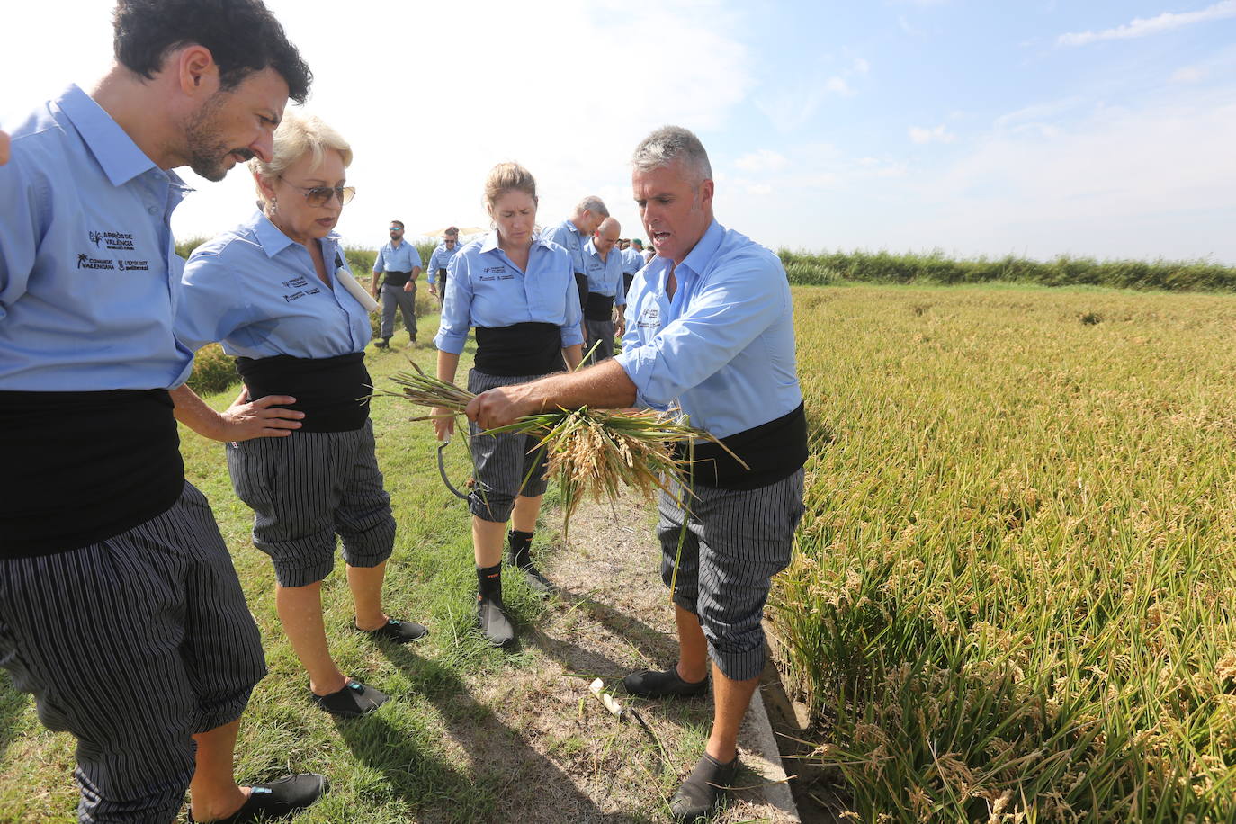 Cocineros llegados de toda España siegan arroz en la Albufera