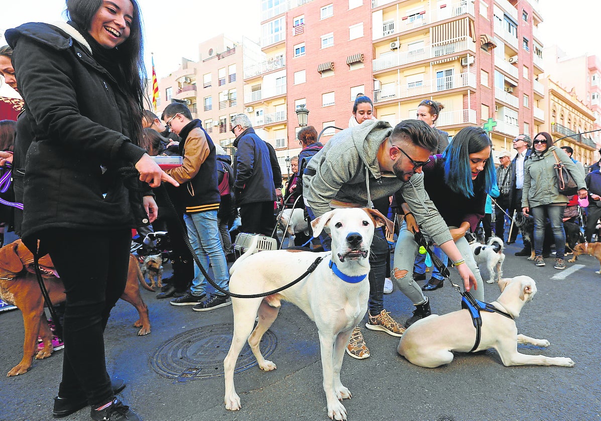 Dueños de perros con sus mascotas en la festividad de San Antonio Abad.