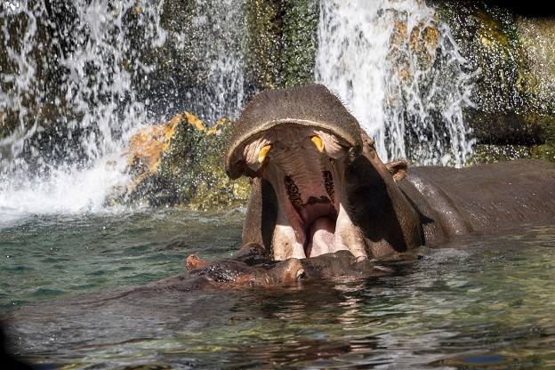 Imagen principal - Hipoptamos en el agua. Humedales africanos en BIOPARC Valencia
