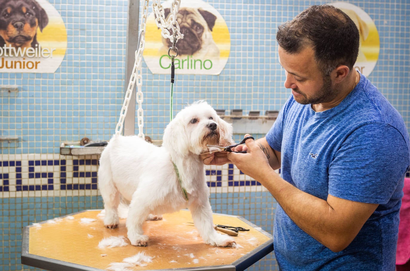 Un hombre le corta el pelo a un perro en una imagen de archivo.