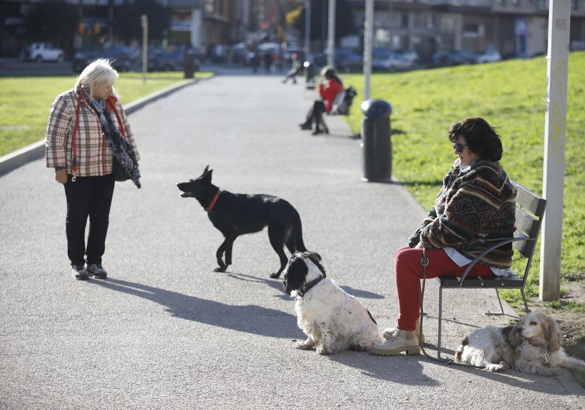 Varios perros paseando junto a sus dueños en una imagen de archivo.