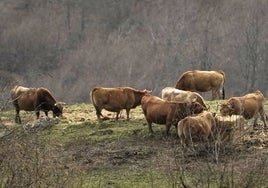 Ganado pastando en el campo.