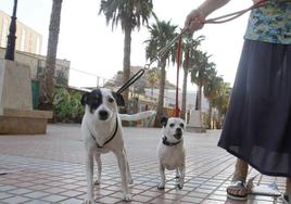 Una mujer pasea a dos perros en una imagen de archivo.