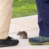 ¿Penas de cárcel por matar a una rata en tu casa?: Lo que dice la nueva Ley de Bienestar Animal