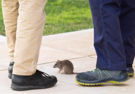 ¿Penas de cárcel por matar a una rata en tu casa?: Lo que dice la nueva Ley de Bienestar Animal